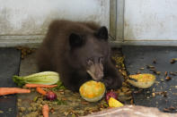 A black bear cub snacks on fruit and vegetables at the Gold Country Wildlife Rescue in Auburn , Calif., Sunday, Oct. 3, 2021. The cub was found at the Antelope Fire with 2nd and 3rd degree burns on it's paws. It is one of the many animals that have been brought to Gold Country facility from recent wildfires in California. (AP Photo/Rich Pedroncelli)