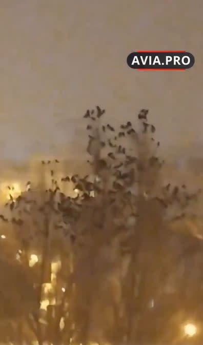 網路瘋傳強震發生前，民眾拍下市區中突然出現大量鳥群。（圖／翻攝自@suribabupk推特）
