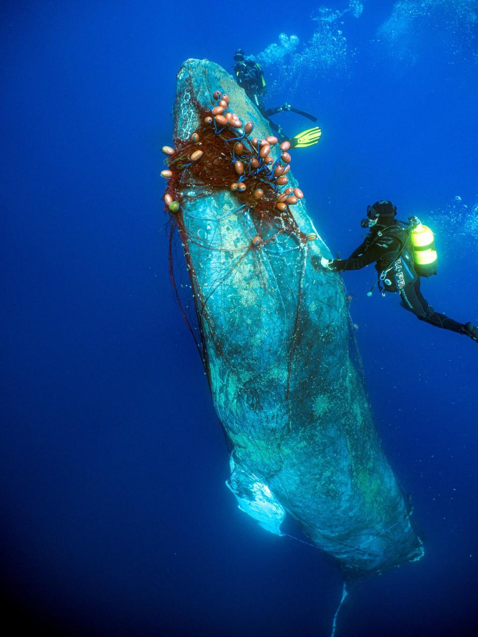 The frail whale was trapped inside a red net to the extent that it couldn’t even open its mouth. ‘The first 10 seconds she got a bit nervous, you know, like bubbles everywhere, but then I don’t know, call me crazy but I think she knew we were there to help her and she just relaxed,’ says rescuer Gigi Torras (Reuters/Pedrosub)