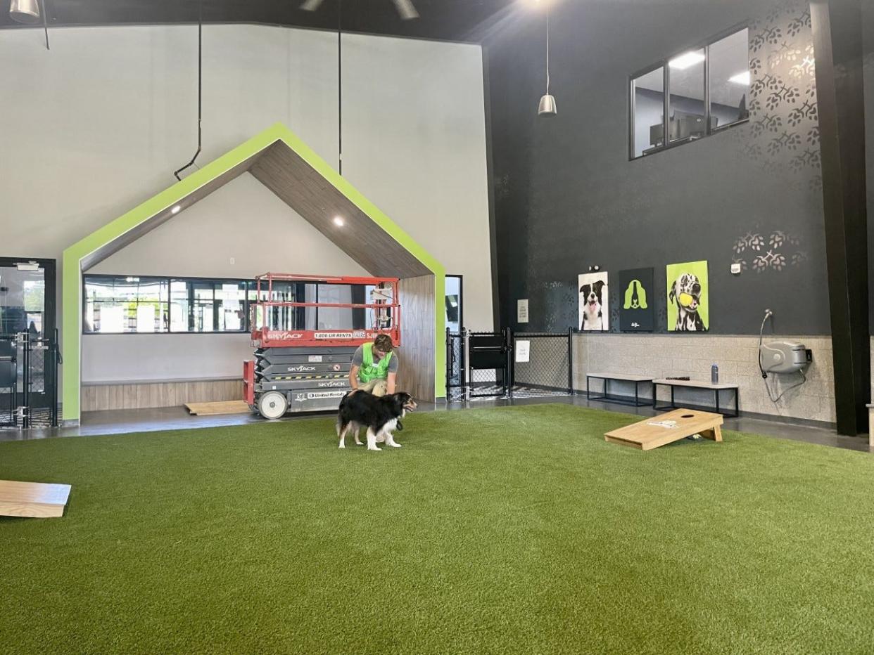 A pup enjoys the indoor dog park during the soft opening of Paws and Pints, an ultimate dog retreat in Des Moines.