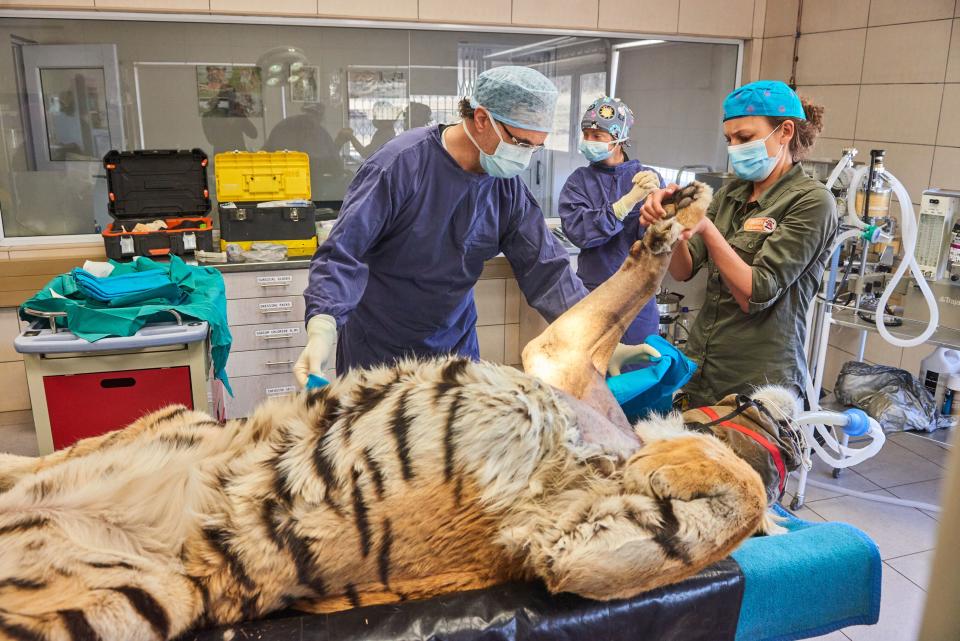 The episode will show some rarely used treatments for wild animals. (Channel 4)