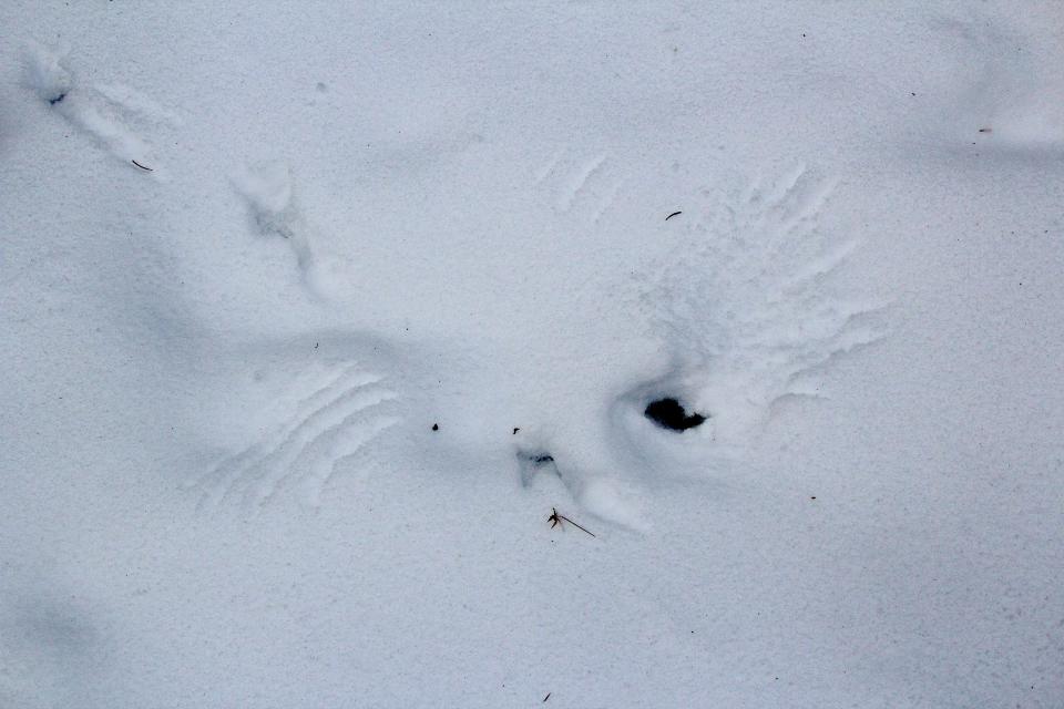 Feather and foot prints in the snow reveal the spot where a ruffed grouse landed and walked into the woods near Fifield.
