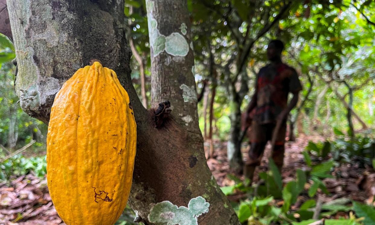 <span>A worker at a cocoa farm in Daloa, Ivory Coast, in October 2023. Cocoa prices have soared in recent years due to climate-related damage to the crops.</span><span>Photograph: Ange Aboa/Reuters</span>