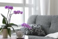 <p>Delicate orchids share a plethora of similarities to those born under the Aquarius Zodiac. Not only do they brighten up the home but they make excellent gifts, too. </p><p><a class="link " href="https://go.redirectingat.com?id=127X1599956&url=https%3A%2F%2Fwww.gardeningexpress.co.uk%2Fluxury-phalaenopsis-pack-of-three-moth-orchids-in-assorted-colours&sref=https%3A%2F%2Fwww.housebeautiful.com%2Fuk%2Fgarden%2Fplants%2Fg33666571%2Fflowers-zodiac-sign%2F" rel="nofollow noopener" target="_blank" data-ylk="slk:BUY NOW VIA GARDENING EXPRESS;elm:context_link;itc:0;sec:content-canvas">BUY NOW VIA GARDENING EXPRESS</a></p>