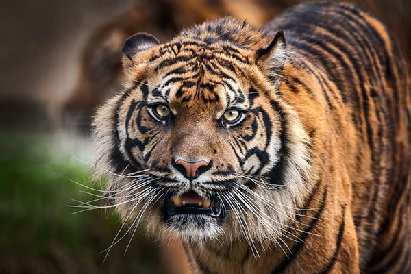 El video de una tigresa que convulsiona durante una función de circo conmociona las redes. Foto: TonyBaggett / Getty Images