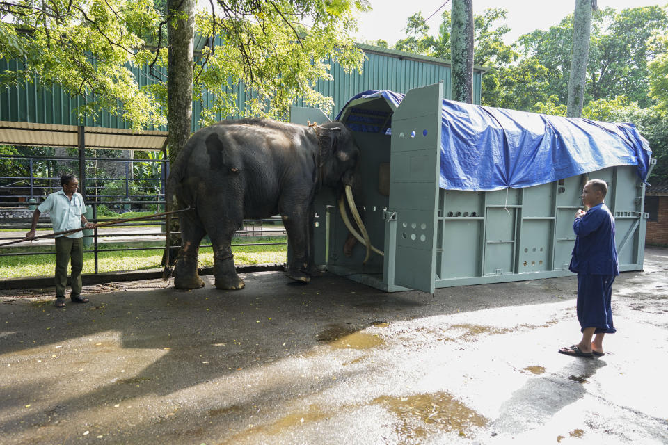 Mahouts take Asian elephant Sak Surin, gifted by the Thai Royal family, towards a container at the national zoological garden in Colombo, Sri Lanka, Tuesday, June 27, 2023. Sak Surin, or the honor of the Thai province of Surin, spends its last hours in Sri Lanka its adopted home, awaiting to be airlifted back to its country of birth after alleged abuse. (AP Photo/Eranga Jayawardena)