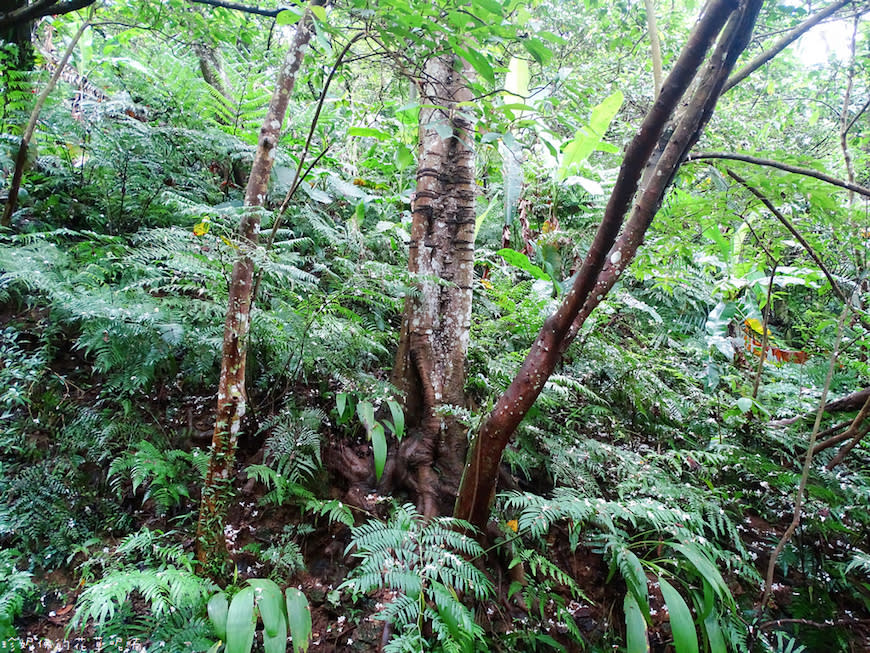 新北土城｜文筆山步道