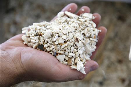 Crushed ivory is seen before the U.S. Fish and Wildlife Service crushed an additional 6 tons of confiscated ivory in Denver, Colorado November 14, 2013. REUTERS/Rick Wilking