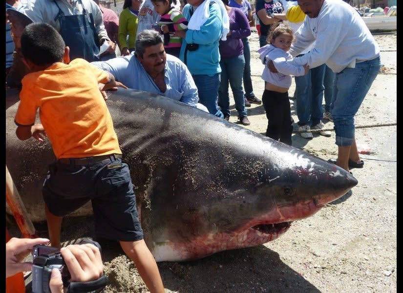 Two fishermen in northeastern Mexico claim they netted a dead great white shark estimated to be near 20-feet-long on April 15, 2012.