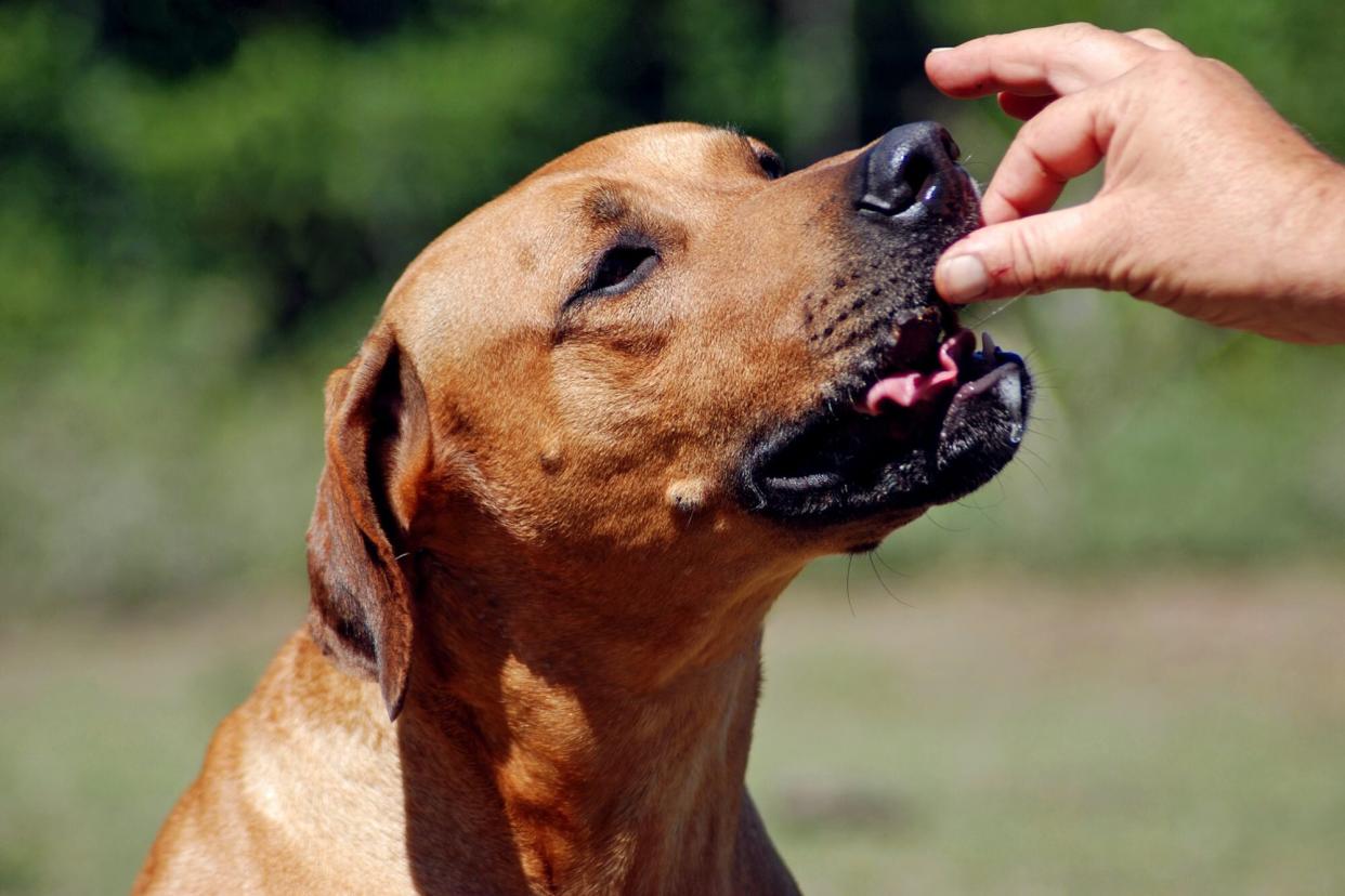 person giving dog a treat; chicken dog treat recall