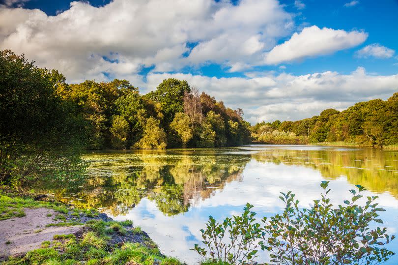 Cannop Ponds in the Forest of Dean in Gloucestershire