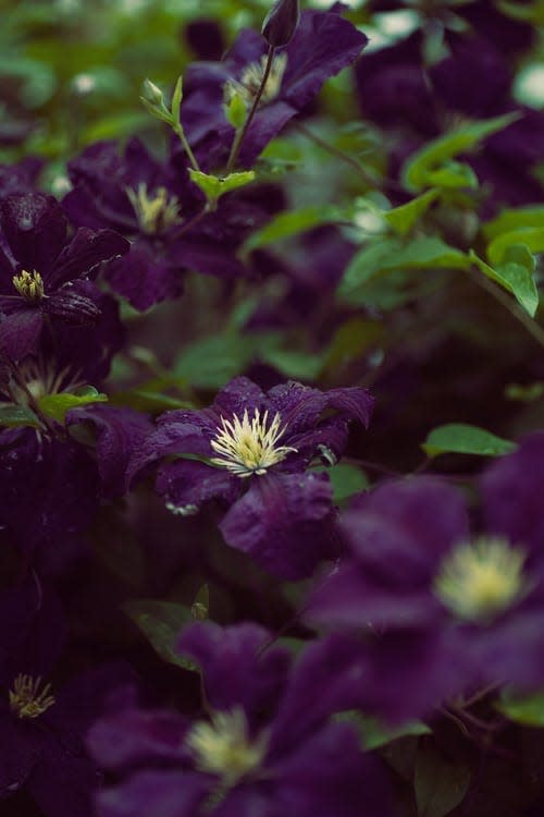 Clematis varieties are available in many shades of purple.