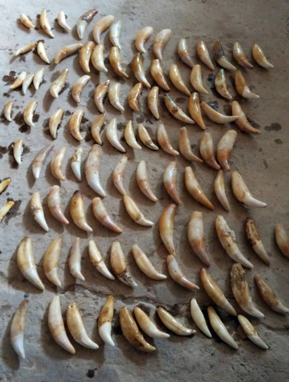 A handout photo showing jaguar teeth, 400 of which have been intercepted by Bolivian police as they were being sent to China by mail