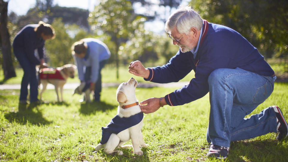 Puppy undergoing service dog training