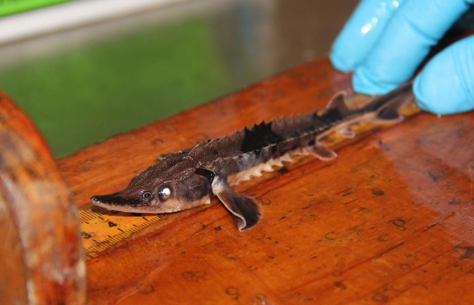 A young lake sturgeon is measured during a tagging session at Riveredge Nature Center in Saukville. The fish was reared at the facility and is scheduled to be released into the Milwaukee harbor.