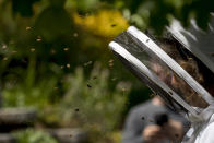 Bees swarm the mask of beekeeper Erin Gleeson as she works to capture a swarm of honey bees and relocate them to a bee hive, Friday, May 1, 2020, in Washington. If a hive is thriving and becomes too large for its own space, the queen will take half the hive and set off to find a new location to start a new hive. If this swarm isn’t collected up by a beekeeper, the new hive can settle into backyards, attics, crawlspaces, office buildings, or high traffic public spaces, creating a nuisance which can be alarming to some people. (AP Photo/Andrew Harnik)