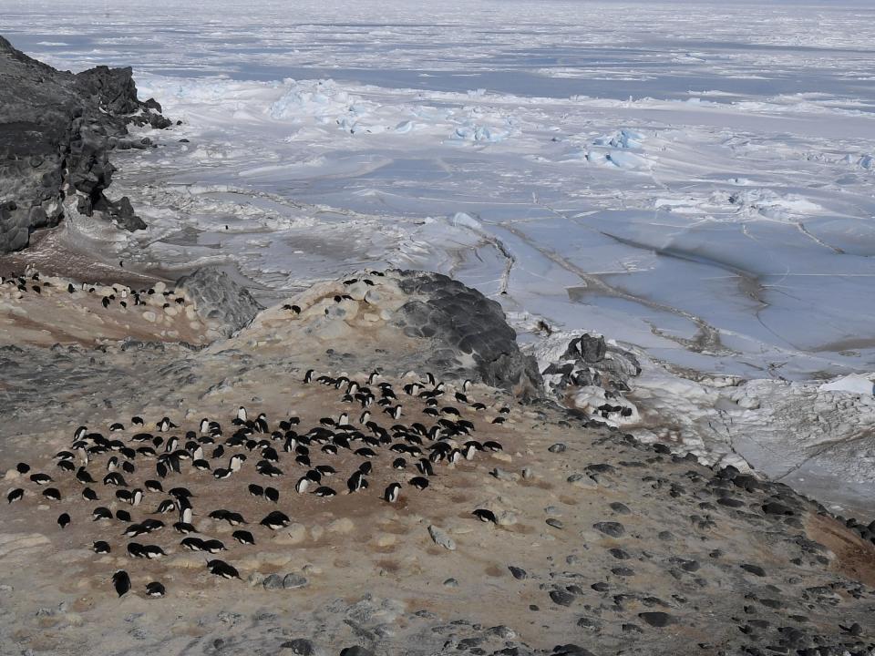 penguin Antarctica