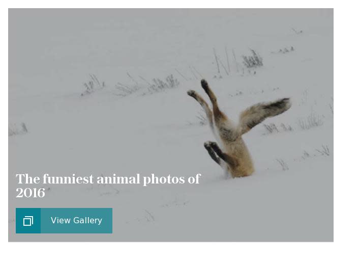 The funniest animal photos of 2016