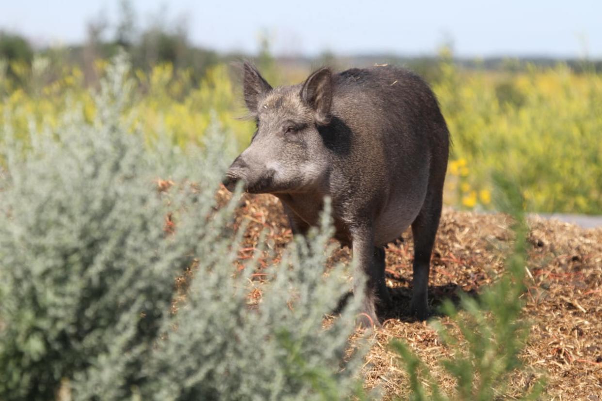 A campaign to raise awareness about wild boars is helping in Alberta's efforts to control the population, said Hannah McKenzie, a wild boar specialist with Alberta Agriculture and Irrigation. (Submitted by Ryan Brook - image credit)
