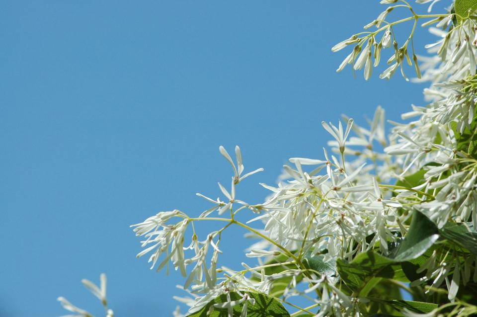 chinese fringe tree, chionanthus retusus, flowers