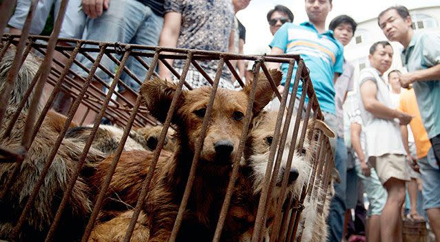 Some of the caged dogs set for slaughter. Source: AAP