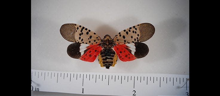 A pinned spotted lanternfly adult with wings open. The bright red coloration visible on the hindwings cannot be seen when the insect is at rest.