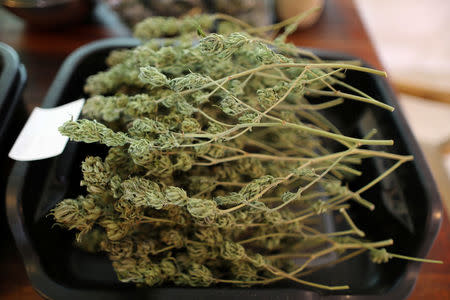 Hemp lies on the kitchen table at Sisters of the Valley near Merced, California, U.S., April 18, 2017. REUTERS/Lucy Nicholson