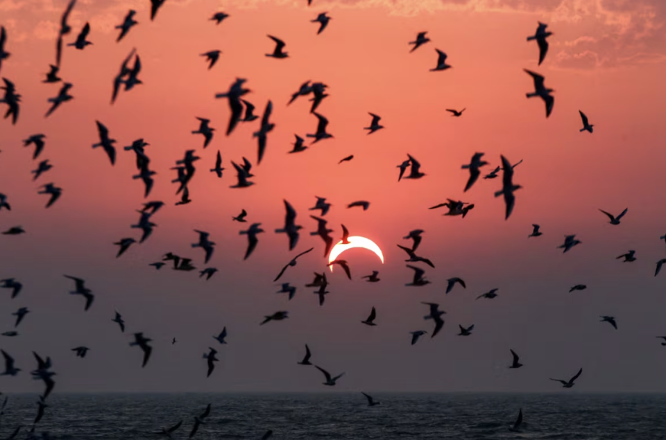 This picture taken early on Dec. 26, 2019, shows seagulls flying above a beach in Kuwait City during the partial solar eclipse event. (Photo by YASSER AL-ZAYYAT/AFP via Getty Images)