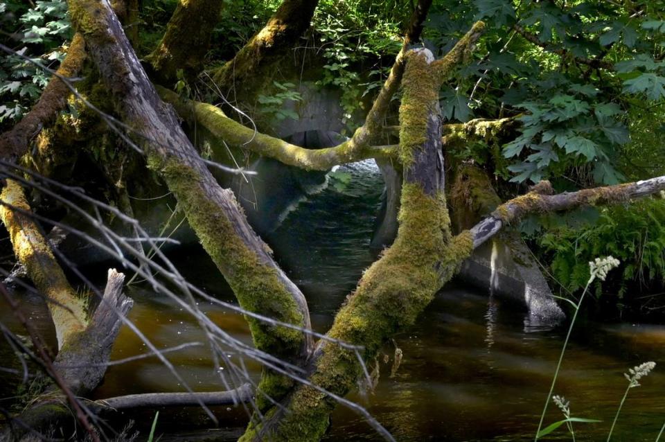 Meridith Greer Jacobo and Dan Smith to talk about a culvert that needs replaced under Sapp Road to allow for safe salmon passage through Percival Creek.