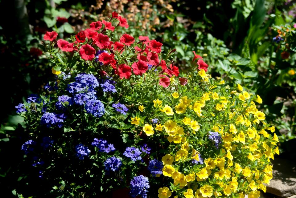 This container features triadic harmony or three colors equal distance apart on the color wheel. The plants are Supertunia Mini Vista Scarlet petunia, Superbena Royale Chambray verbena and Superbells Yellow calibrachoa.