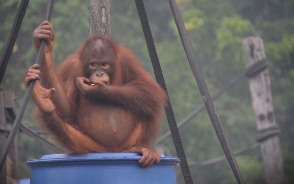 An orangutan sits in the toxic haze blanketing Kalimantan, Indonesia - AFP