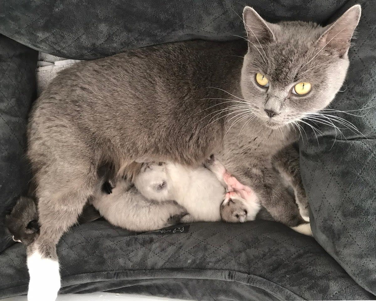 Bella and her four kittens were found to be healthy (Cat’s Protection/PA)