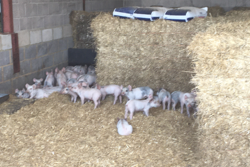 Thieves have stolen 67 piglets from a farm in Fordingbridge, Hampshire (Hampshire Constabulary/PA)