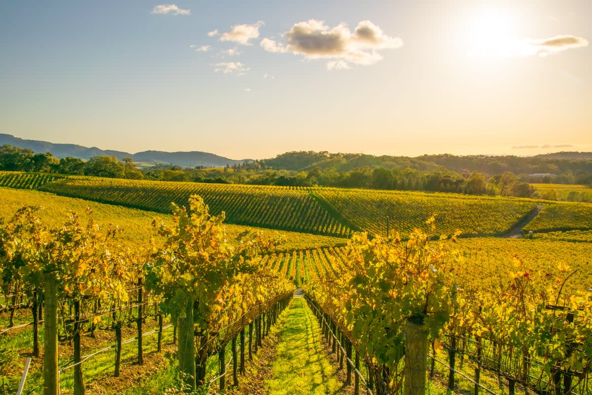 Wine-producing regions offer an especially picturesque place to spend your holiday  (Getty Images/iStockphoto)