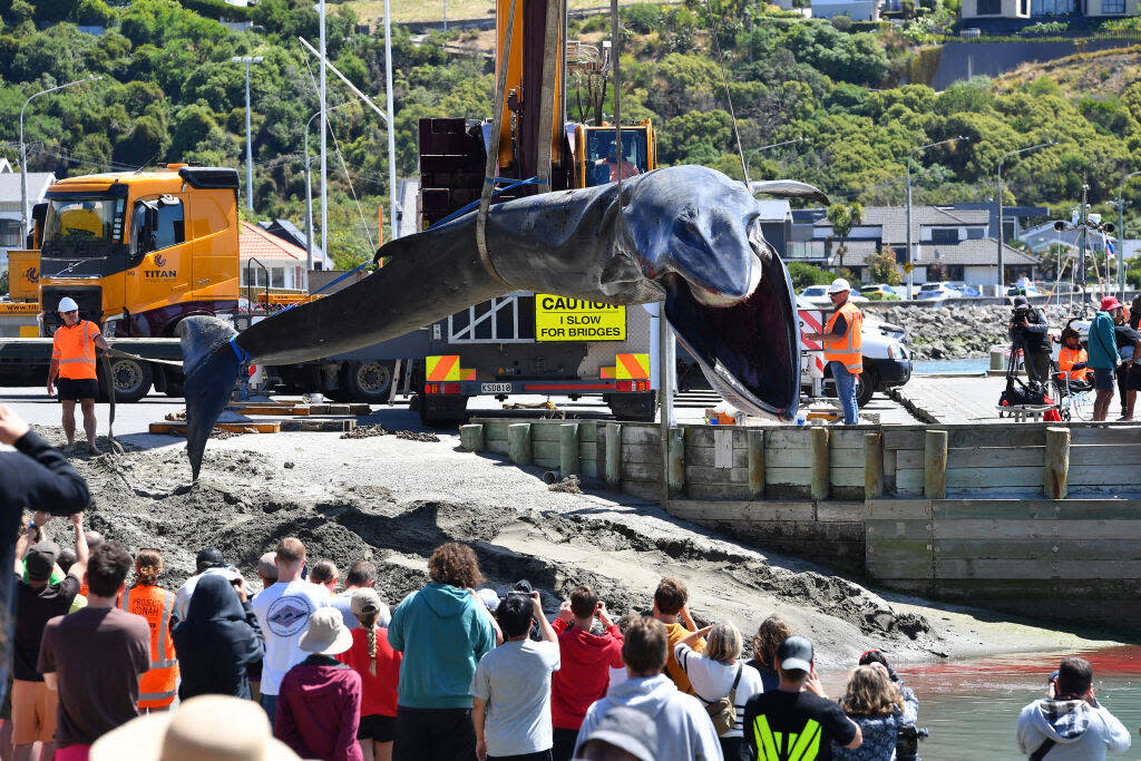 Le roi des Maoris de Nouvelle-Zélande a plaidé ce jeudi 28 mars pour que les baleines bénéficient de droits juridiques similaires à ceux des hommes. (Illustration : carcasse d’un rorqual commun échoué à Christchurch le 29 janvier 2024)