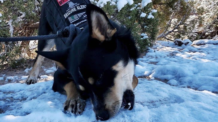 <span class="article__caption">Ranger wears a vest that specifies he is trained as a “seizure alert” dog. (Photo: Courtesy of Brad Sailer)</span>