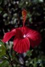 <p>The hibiscus flower is known for its showy, bell-shaped bloom, and it does best in warm climates. Its flower comes in many shades— white, red, pink, and yellow—and it is often cultivated for its medical purposes. </p>