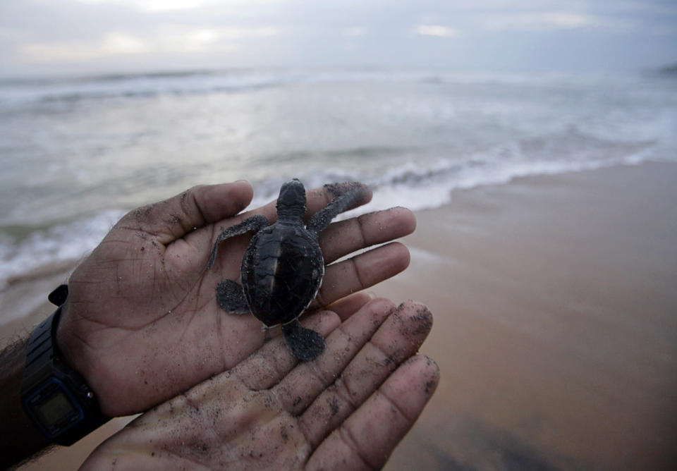 Baby turtles