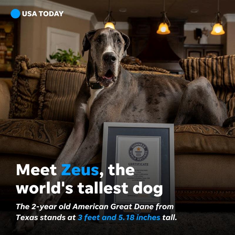 Zeus, the world's tallest living dog.