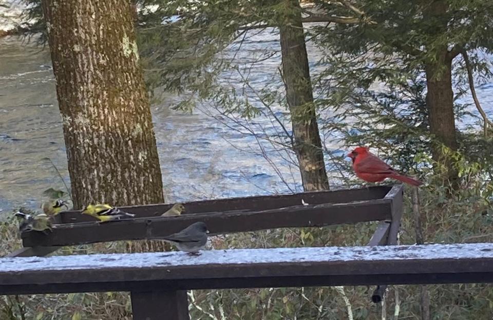 A cardinal, several goldfinches, and a junco at Carole Gariepy's bird feeder in Phillipston.