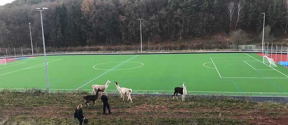 Polizei erteilt fußballverrückten Lamas Platzverweis