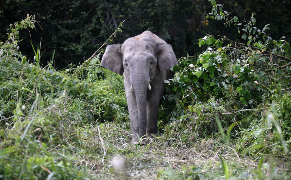 A Borneo pygmy elephant looks for food along the Kinabatangan river in Sabah February 19, 2009. — Reuters pic