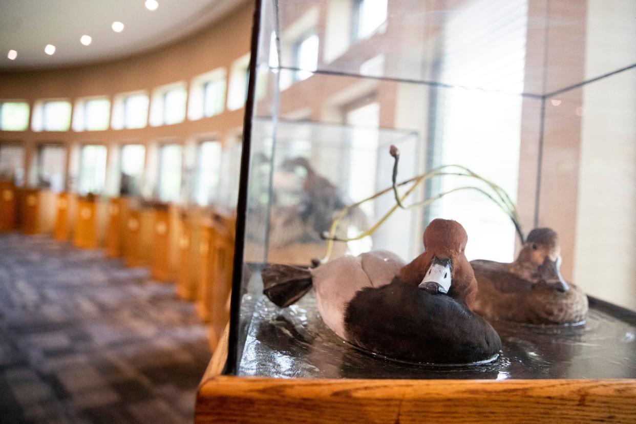 Duck decoys can be seen inside the lobby of the Ducks Unlimited building in Memphis, Tenn., on Wednesday, April 17, 2024.