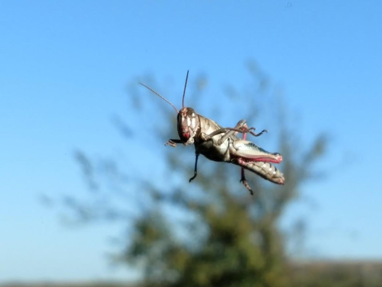 <span class="caption">These grasshoppers, like many insects around the world, are declining. </span> <span class="attribution"><span class="source">Dave Rintoul</span>, <a class="link " href="http://creativecommons.org/licenses/by-nd/4.0/" rel="nofollow noopener" target="_blank" data-ylk="slk:CC BY-ND;elm:context_link;itc:0;sec:content-canvas">CC BY-ND</a></span>