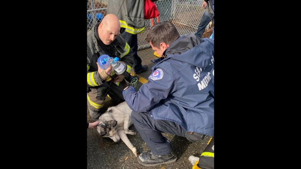 Four of the rescued dogs suffered smoke inhalation and needed treatment, according to the Seattle Fire Department.