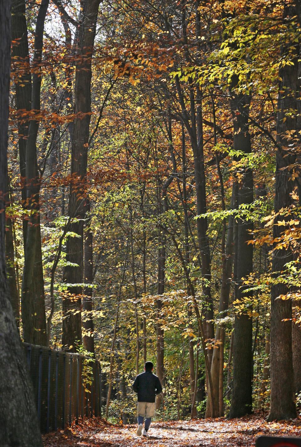 A jogger runs the trail in Sand Run Metro Park in Akron.