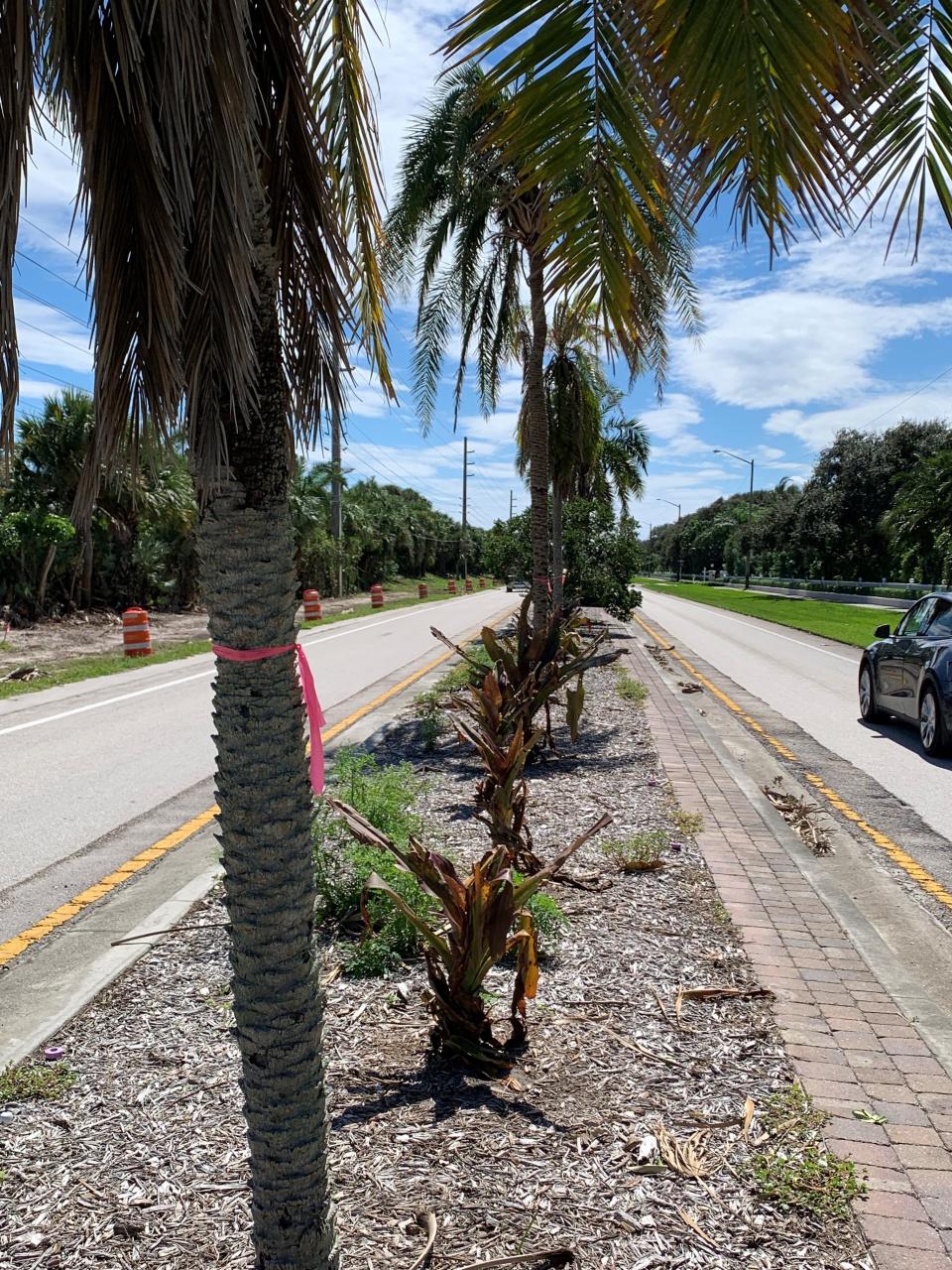 The view of a State Road A1A median in Vero Beach Oct. 2, 2022.