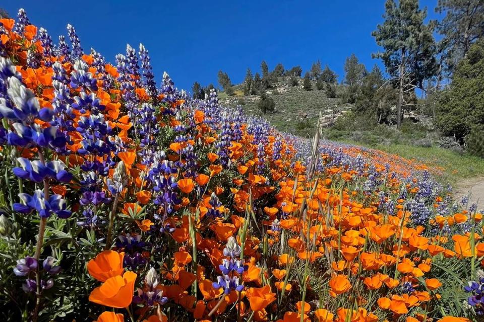 Wildflowers add spring color to Figueroa Mountain, one of several locations in Santa Barbara County boasting a super bloom after heavy winter rains, in April 2023.