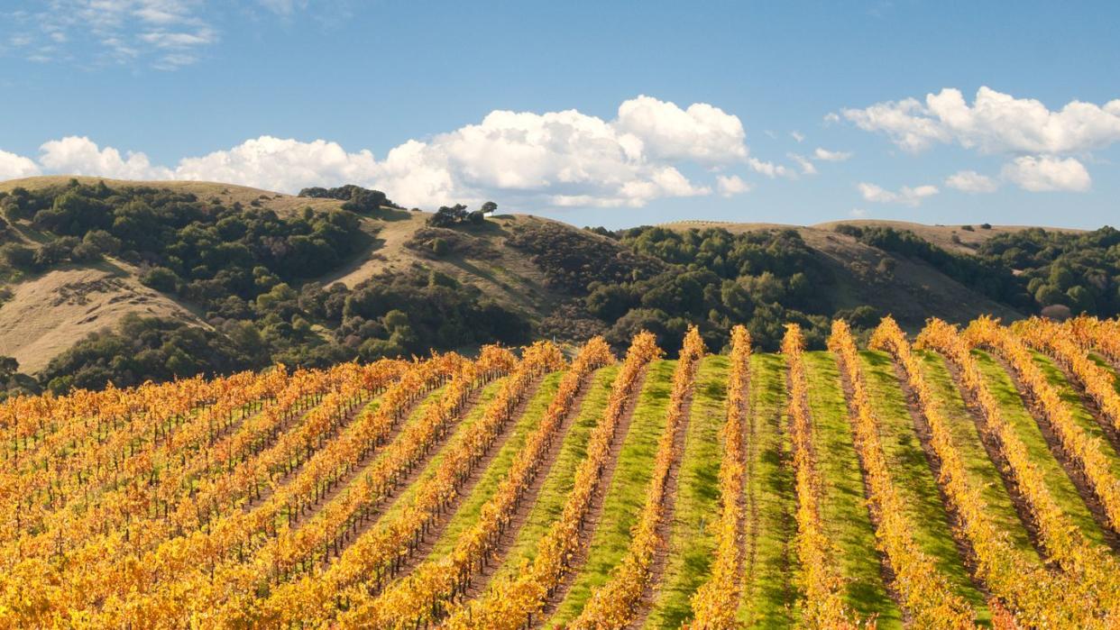 Sonoma Valley Winery Vines