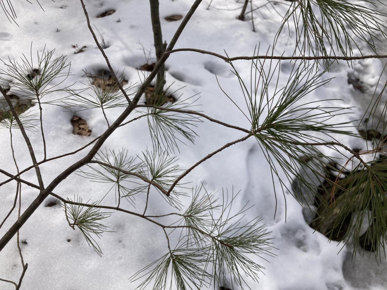 An eastern white pine tree waves in the breeze above melting snow on the Cook's Brook trail in Worcester.